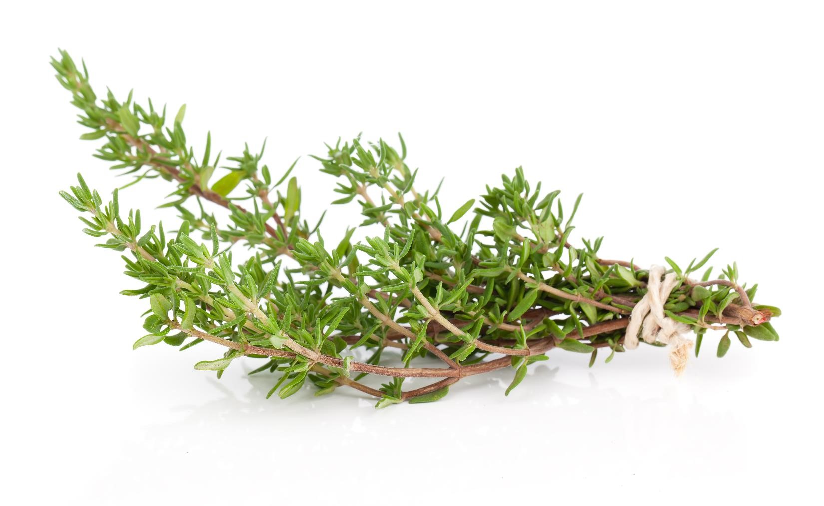 FIND OUT MORE ABOUT THYME