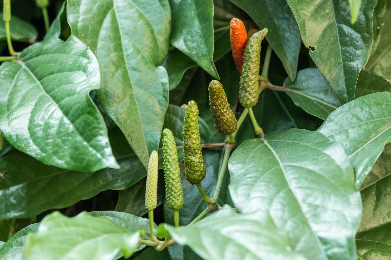 FIND OUT MORE ABOUT LONG PEPPER
