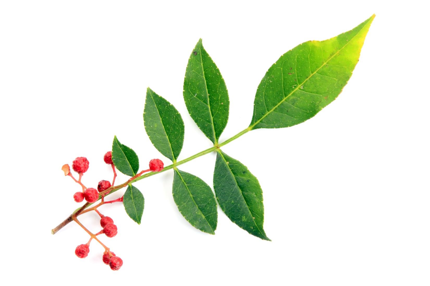 FIND OUT MORE ABOUT SICHUAN PEPPER