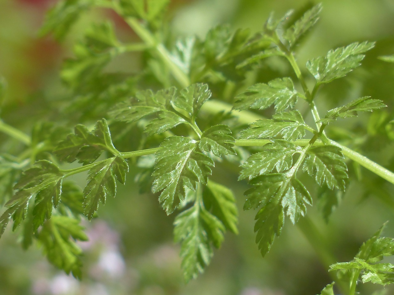 FIND OUT MORE ABOUT CHERVIL