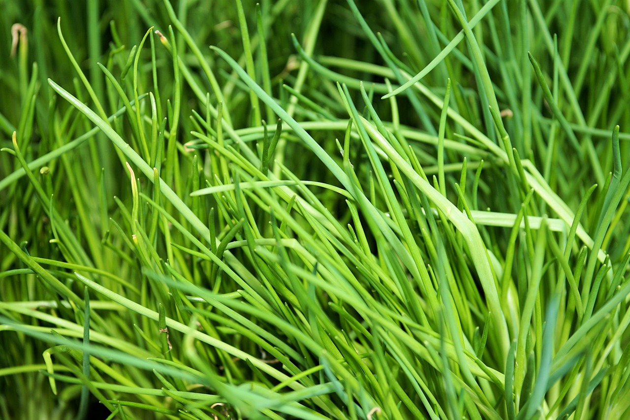 FIND OUT MORE ABOUT CHIVES