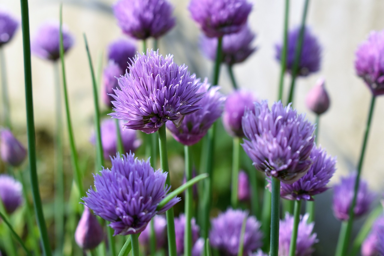 FIND OUT MORE ABOUT CHIVES