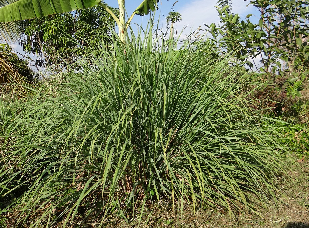FIND OUT MORE ABOUT LEMONGRASS