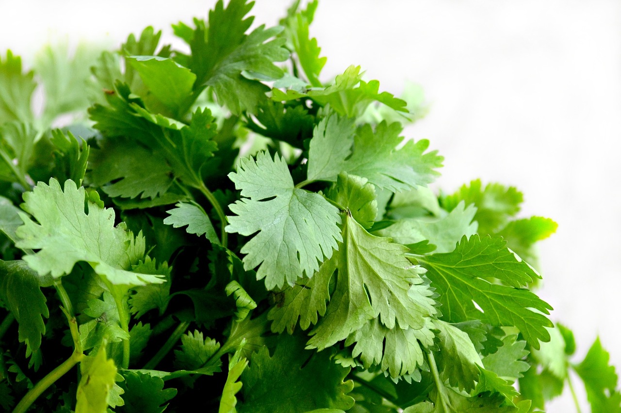 FIND OUT MORE ABOUT CORIANDER LEAVES