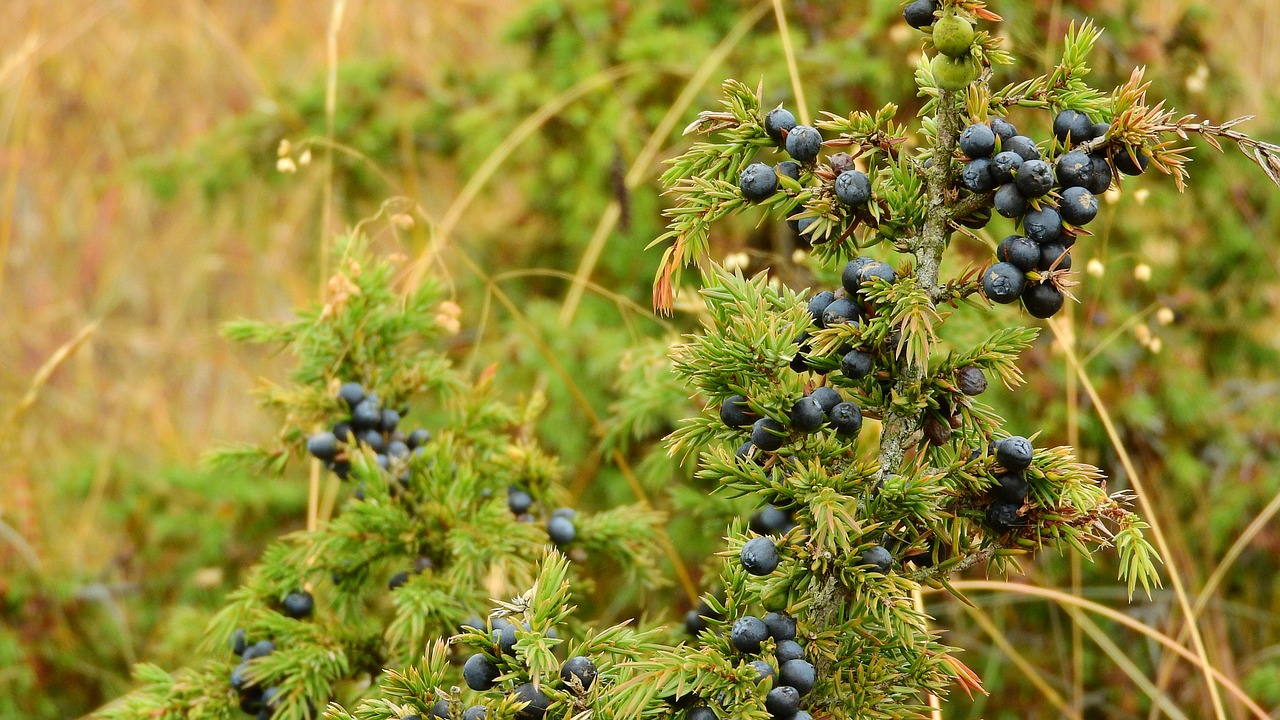 FIND OUT MORE ABOUT THE JUNIPER BERRY