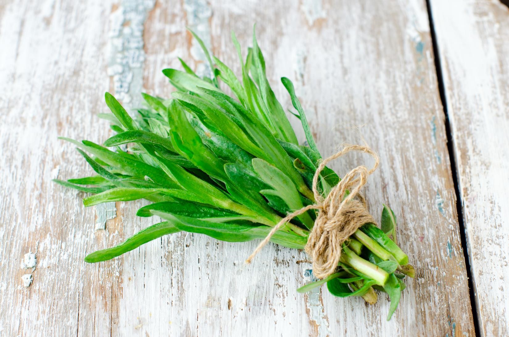 FIND OUT MORE ABOUT TARRAGON