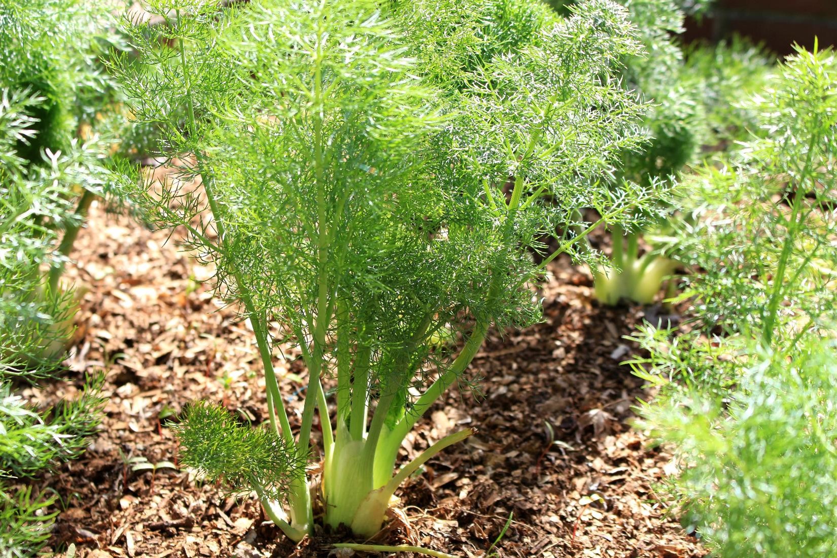 FIND OUT MORE ABOUT FENNEL