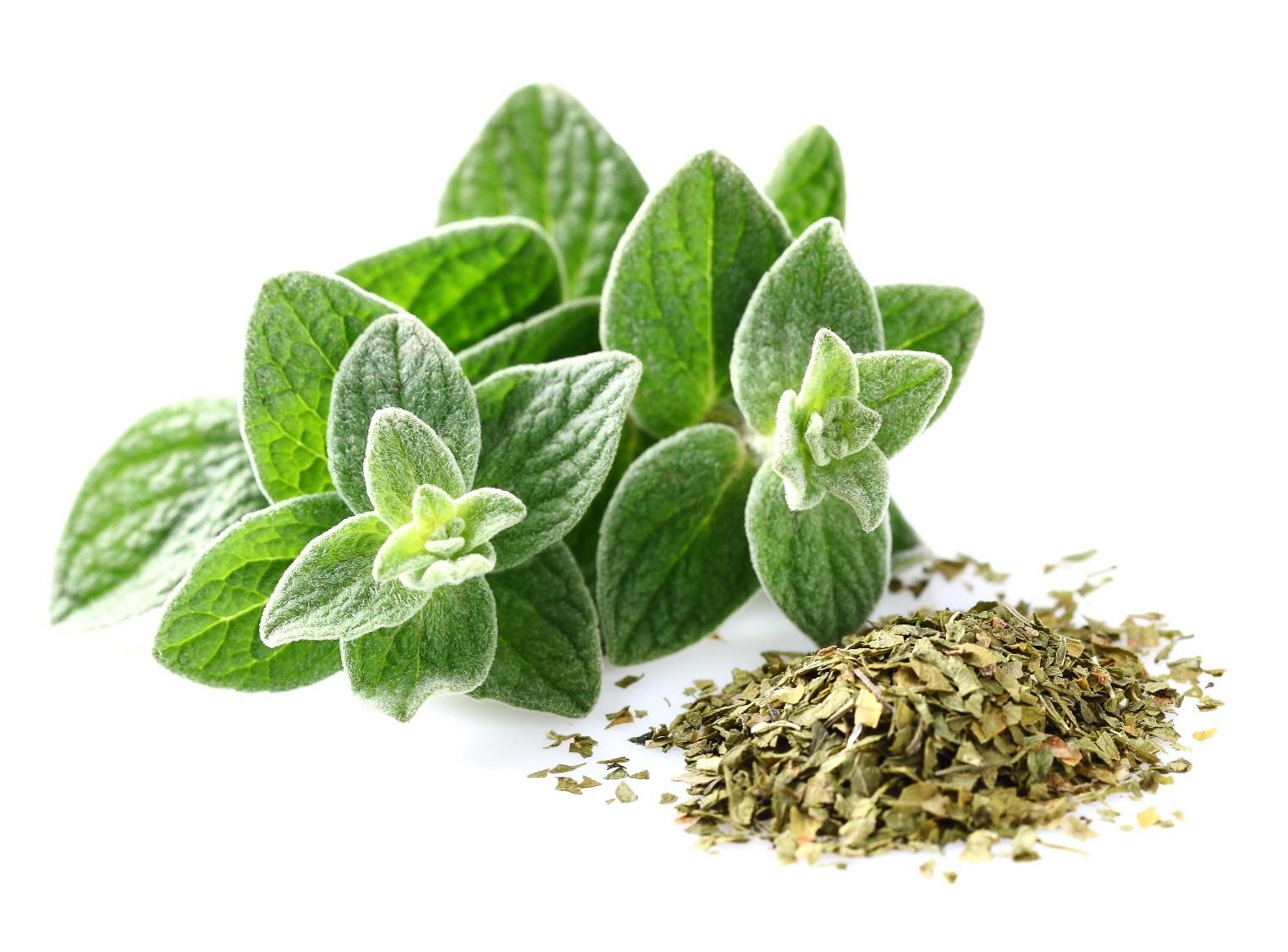 FIND OUT MORE ABOUT OREGANO