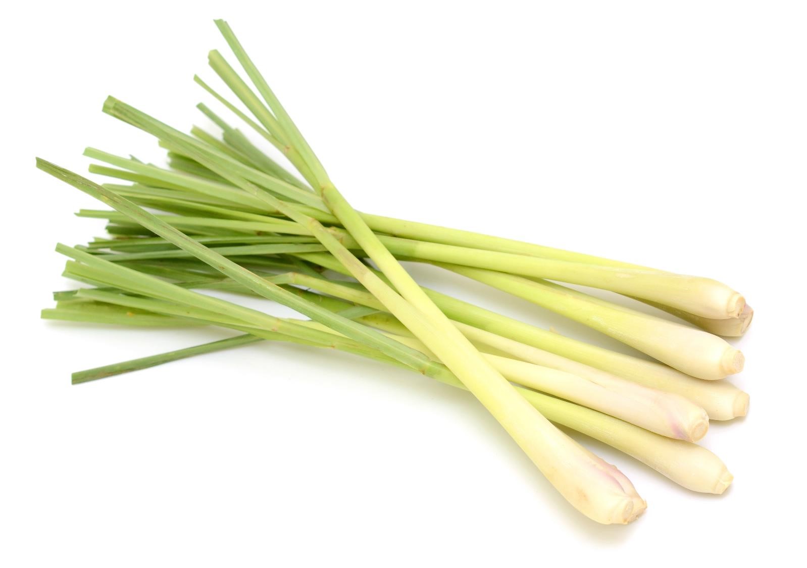 FIND OUT MORE ABOUT LEMONGRASS