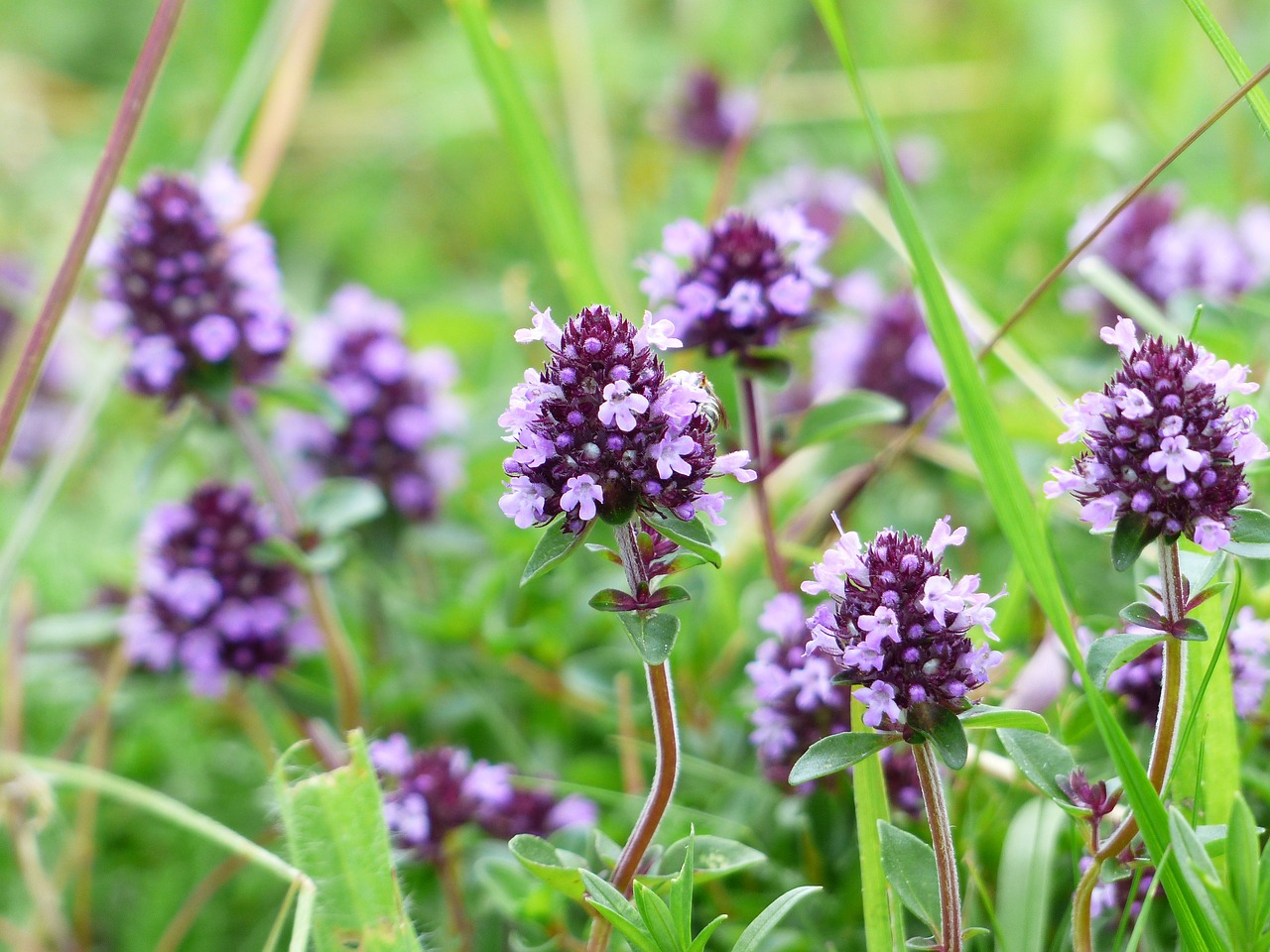 FIND OUT MORE ABOUT MARJORAM