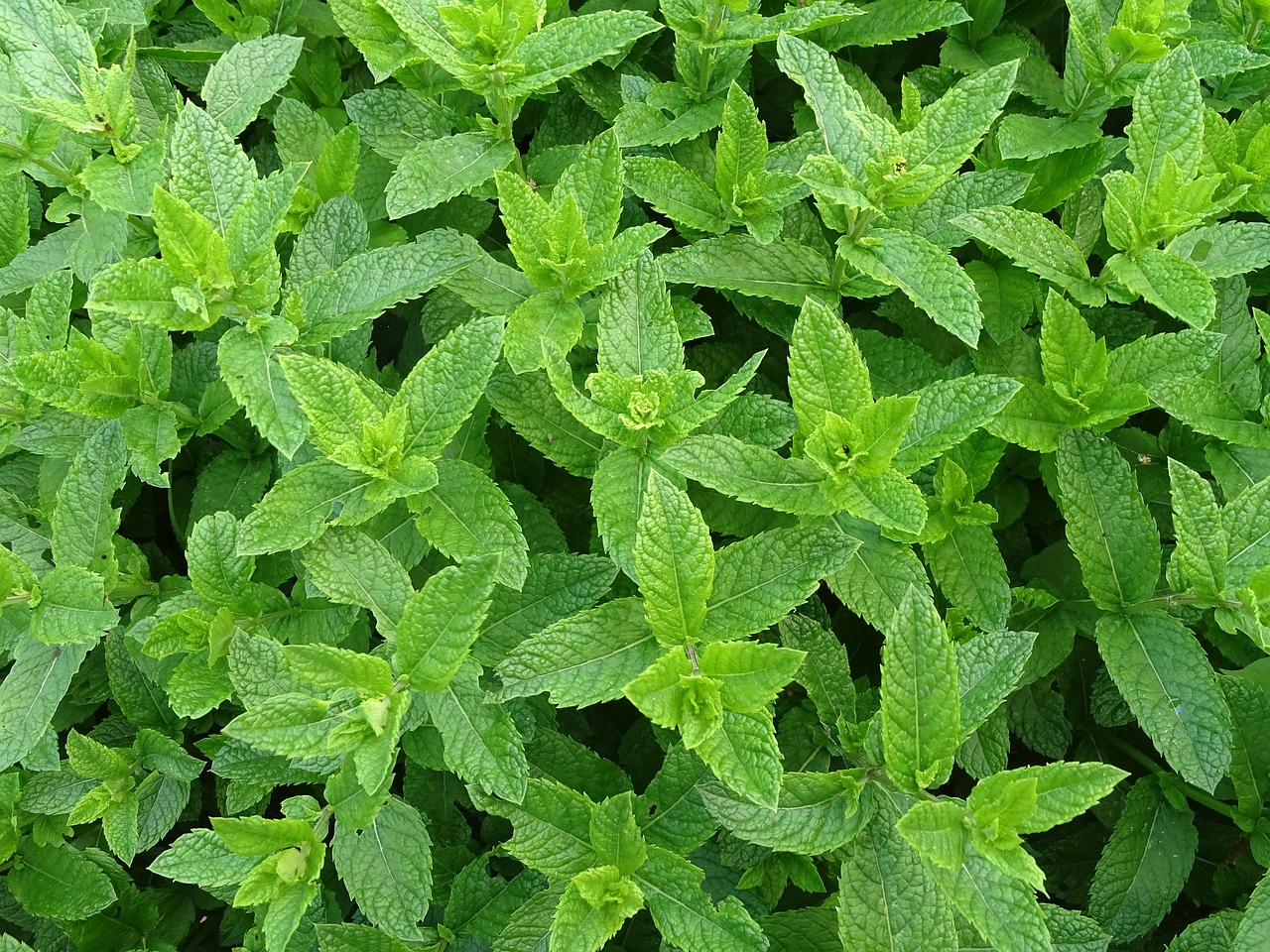 FIND OUT MORE ABOUT MINT