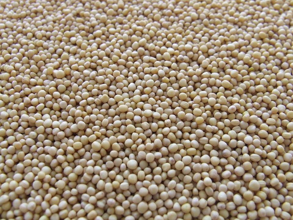 FIND OUT MORE ABOUT MUSTARD SEEDS