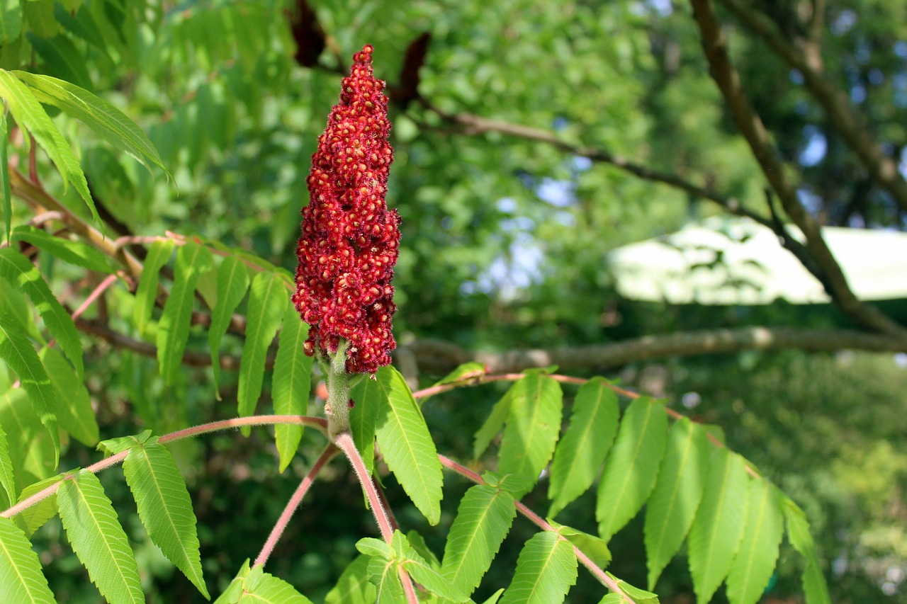 FIND OUT MORE ABOUT SUMAC