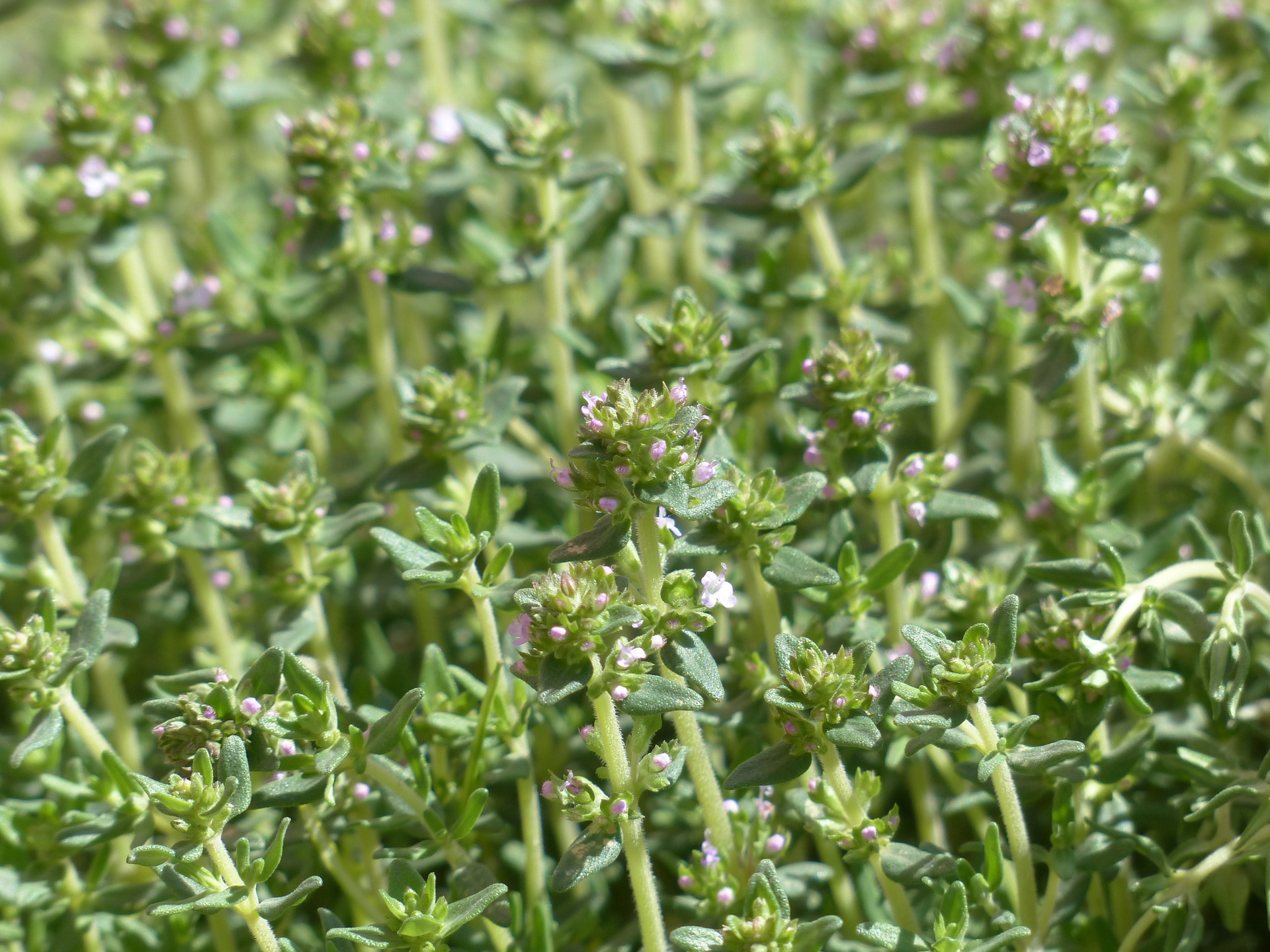 FIND OUT MORE ABOUT THYME