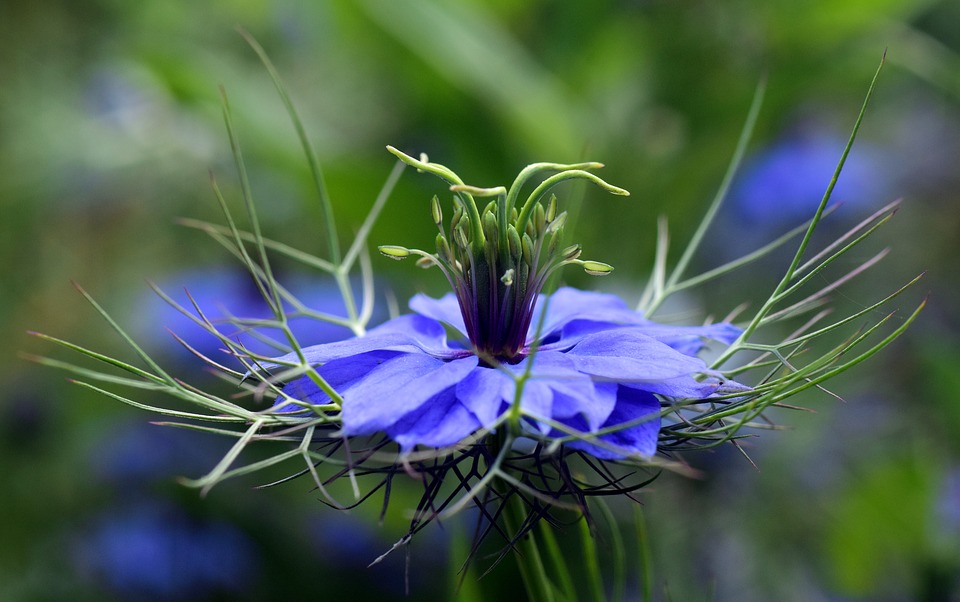 FIND OUT MORE ABOUT NIGELLA